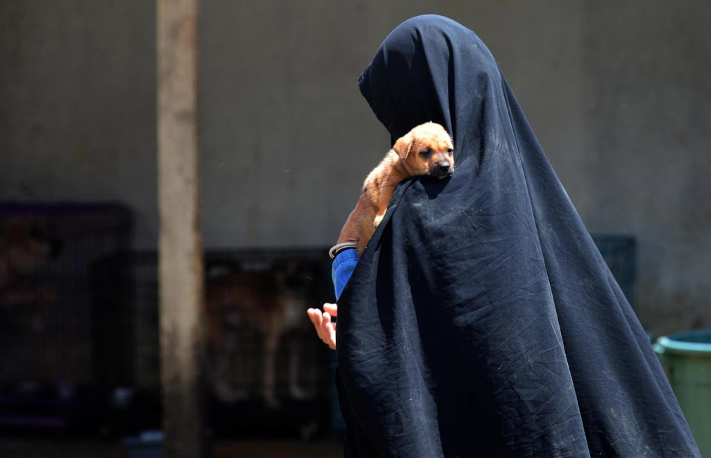 Pecinta hewan Hesti Sutrisno bermain bersama-sama anjing-anjing liar peliharaannya di rumah penampungan sementara Green House di kawasan Tenjolaya, Bogor, Jawa Barat.
