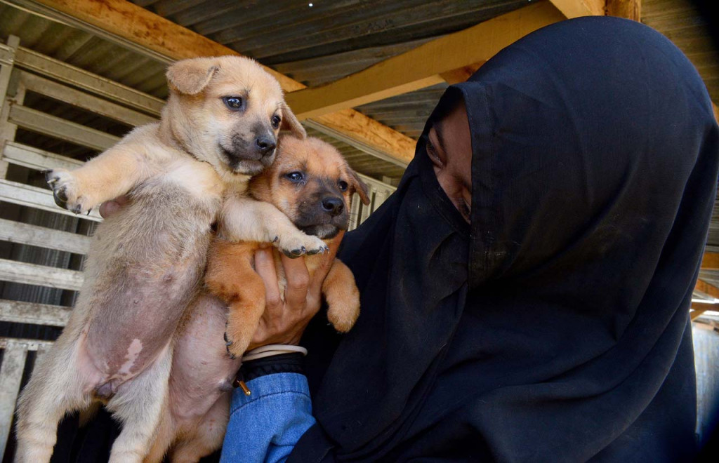 Biaya pakan dan kesehatan anjing-anjing tersebut ia kumpulkan dari hasil jual keripik dan beberapa donatur yang memberikan pendanaan. 