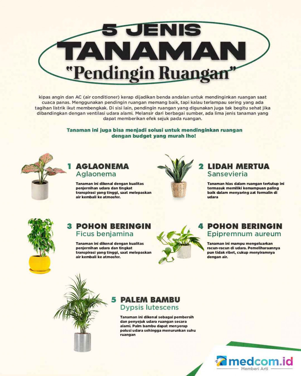 5 Jenis Tanaman 'Pendingin Ruangan'