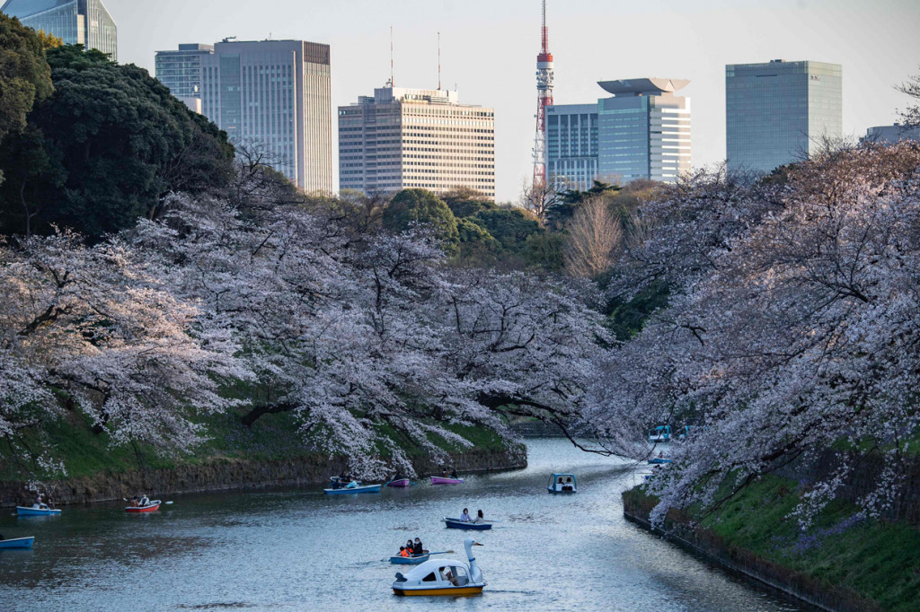 Bunga sakura yang biasanya mekar di bulan April sekarang mekar lebih awal, membuat Kyoto berubah warna lebih cepat dari yang diperkirakan. 