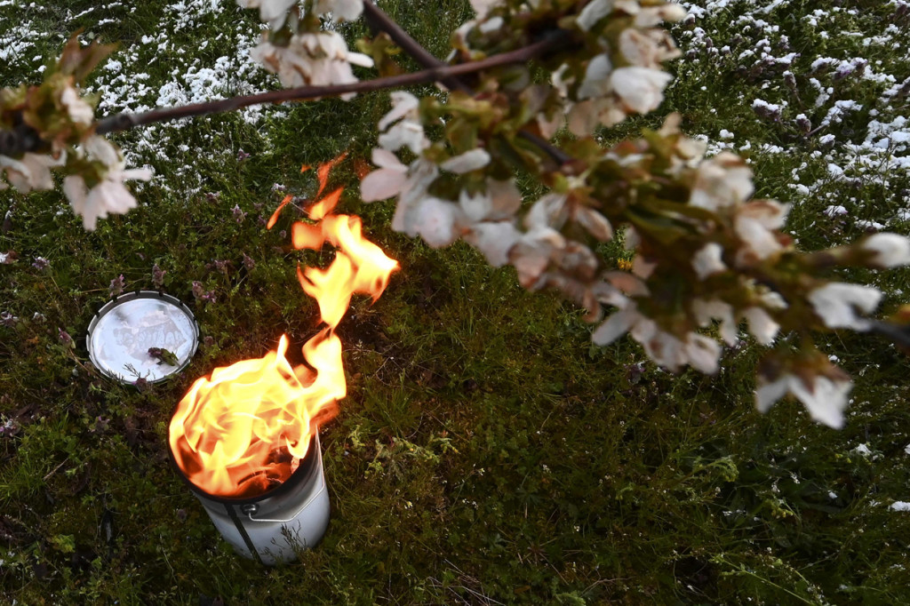 Lilin antiembun beku menyala untuk melindungi pohon dari embun beku di sebuah kebun di Westhoffen, Prancis.