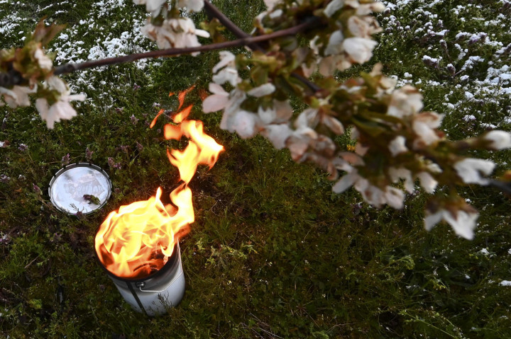 Lilin antiembun beku menyala untuk melindungi pohon dari embun beku di sebuah kebun di Westhoffen, Prancis.