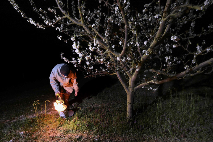 Seorang arborist mengikat lilin antibeku di sebuah kebun di Westhoffen, Prancis.