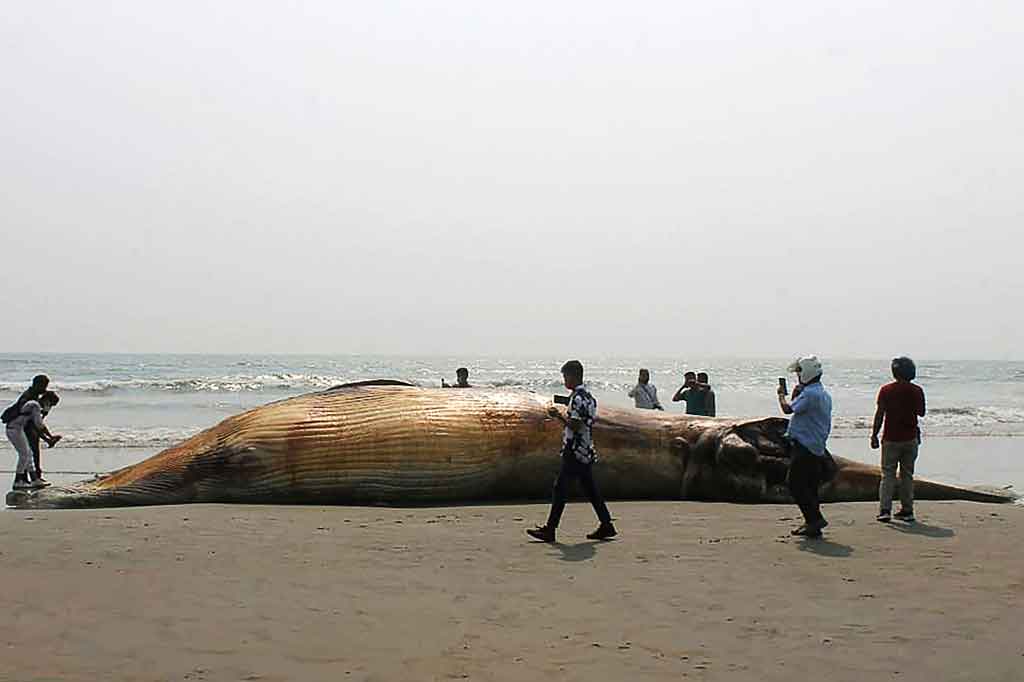 paus raksasa mati terdampar di bentangan garis pantai Bangladesh yang sama dalam dua hari. Hal ini meningkatkan dugaan bahwa mereka terbunuh akibat polusi laut.