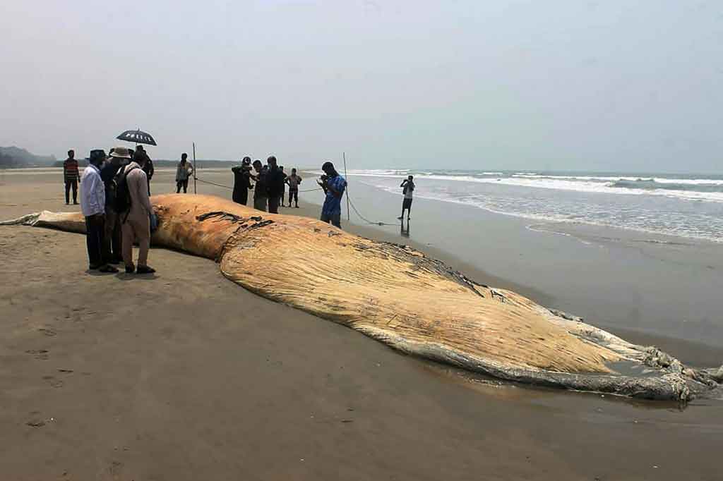 Paus kedua yang jauh lebih panjang terdampar di Pantai Himchhari, di luar kota resor Cox's Bazar, Sabtu, 10 April 2021 sekitar pukul 8:30 pagi (0230 GMT), hanya sehari setelah bangkai paus Bryde lainnya ditemukan dua kilometer (1,25). mil) dari tempat itu.