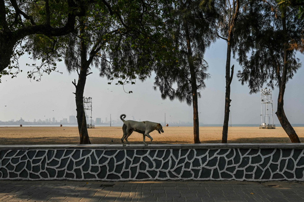 Seekor anjing terlihat di dekat pantai Chowpatty yang sepi selama pembatasan yang diberlakukan oleh pemerintah negara bagian.