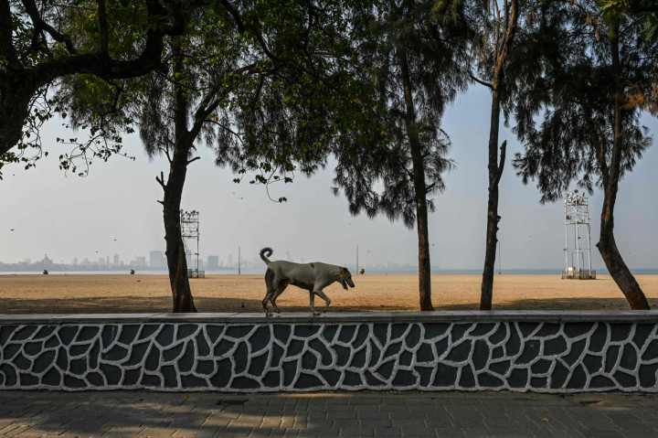 Seekor anjing terlihat di dekat pantai Chowpatty yang sepi selama pembatasan yang diberlakukan oleh pemerintah negara bagian.