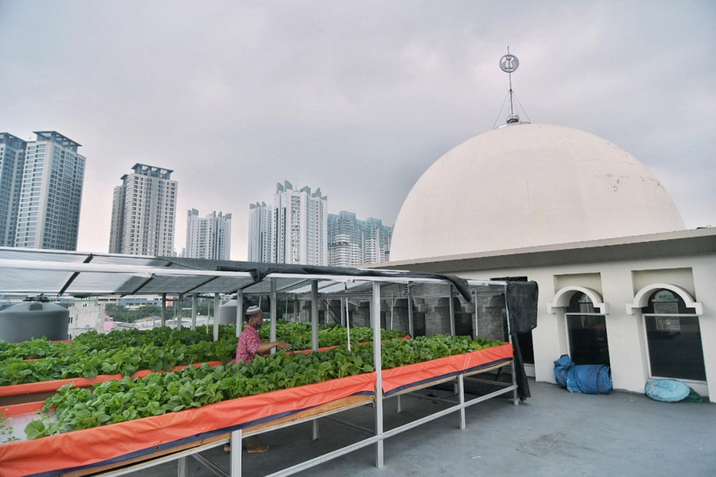 Petugas memeriksa kondisi sayuran pakcoy, sawi dan selada dengan metode penanaman hidroponik di atap Masjid Jami Attaqwa, Sunter Muara, Jakarta Utara, Kamis, 15 April 2021. 