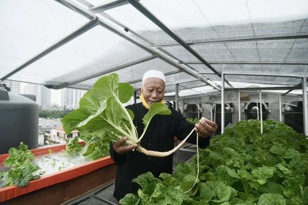 Ketua Yayasan Masjid Jami At-Taqwa Sunter Muara, Nurus Shobah mengatakan ada sekitar 600 tanamanan hidroponik yang ditanam. 