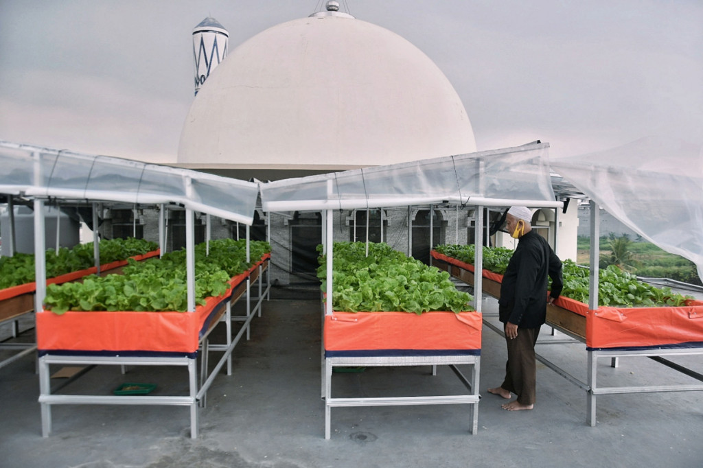 Penanaman sayuran hidroponik ini bertujuan untuk mengoptimalkan lahan terbuka di atap masjid. 