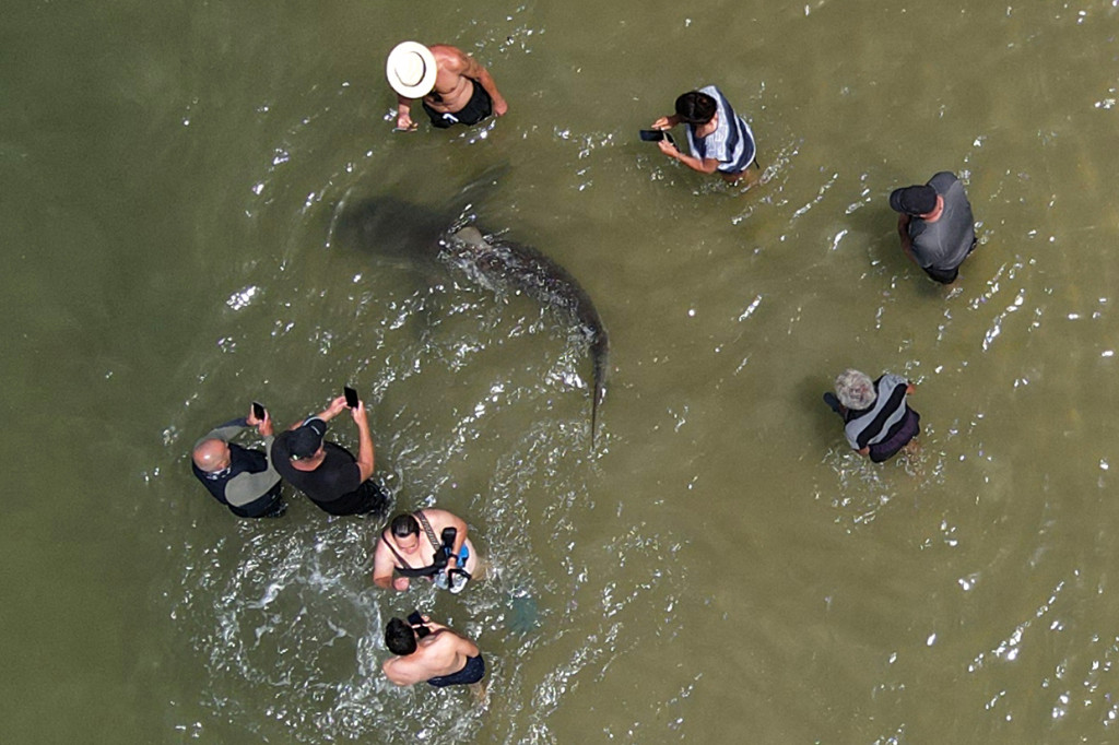 Pemandangan udara orang-orang menggunakan ponsel untuk merekam hiy yang berenang melewati perairan Laut Mediterania yang dangkal di lepas pantai Kota Hadera di utara Tel Aviv, Israel.