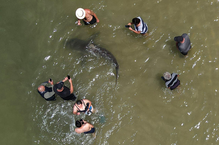Pemandangan udara orang-orang menggunakan ponsel untuk merekam hiy yang berenang melewati perairan Laut Mediterania yang dangkal di lepas pantai Kota Hadera di utara Tel Aviv, Israel.