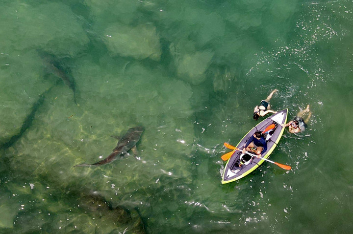 Lusinan hiu berkumpul pada Selasa, 20 April 2021, di perairan hangat Mediterania di utara Tel Aviv, Israel, yang menarik para wisatawan pada peristiwa yang terjadi tahunan.