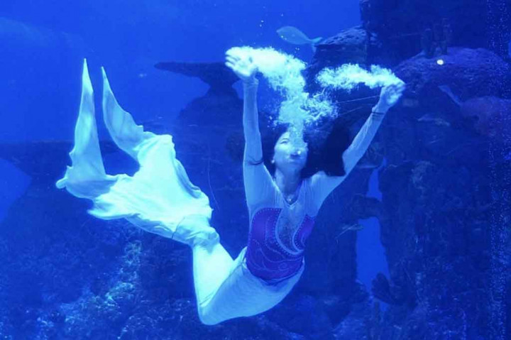Penyelam berkostum putri duyung (mermaid) beraksi di Jakarta Aquarium dan Safari, Jakarta, Rabu, 21 April 2021.
