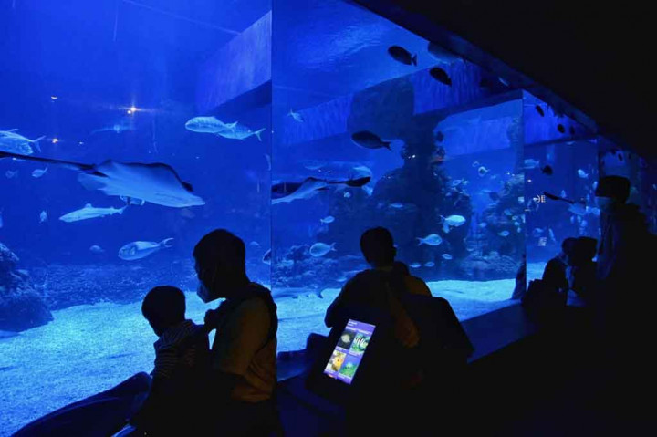 Warga melihat sejumlah ikan yang ditampilkan di Jakarta Aquarium dan Safari, Jakarta.