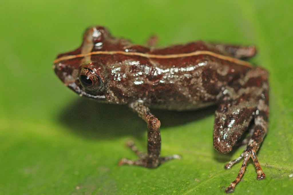 Menurut para peneliti, spesies baru ini memiliki tanda persilangan yang khas pada iris dan tidak memiliki gendang telinga, selain tidak memiliki bintik berwarna pada selangkangan.