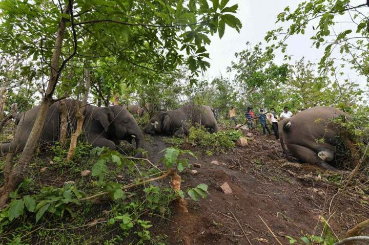 Sedikitnya 18 gajah mati diduga disambar petir di timur laut India. Otoritas India tengah meluncurkan penyelidikan terhadap kematian tersebut. 