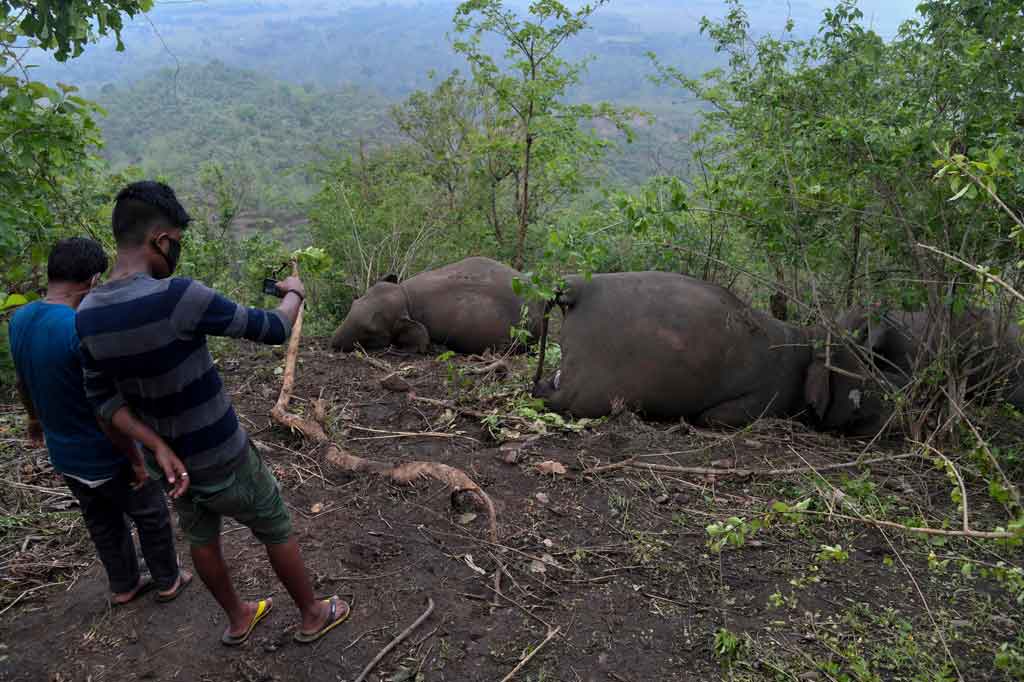 Pejabat kehutanan dan anggota parlemen lokal, Jitu Goswami, mengatakan bahwa dia yakin hewan berkulit tebal itu mati setelah petir menyambar hutan di distrik Nagaon di Assam tengah saat badai pada hari Rabu, 12 Mei 2021.
