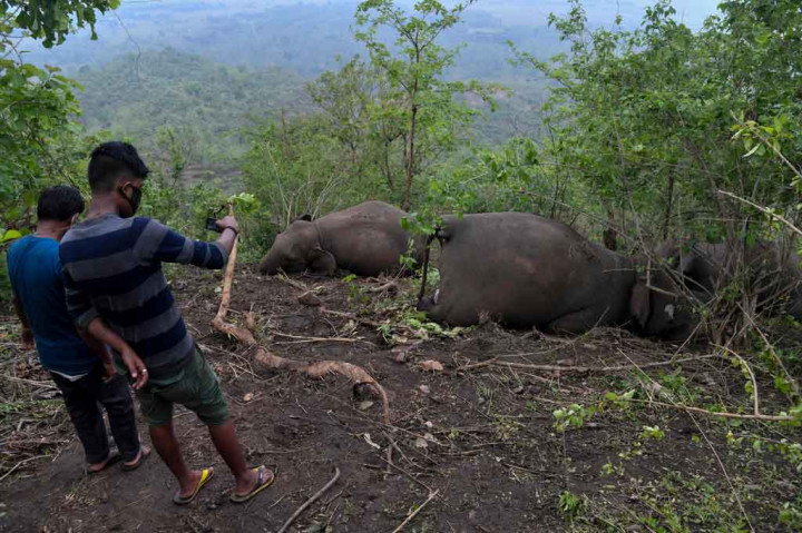 Pejabat kehutanan dan anggota parlemen lokal, Jitu Goswami, mengatakan bahwa dia yakin hewan berkulit tebal itu mati setelah petir menyambar hutan di distrik Nagaon di Assam tengah saat badai pada hari Rabu, 12 Mei 2021.