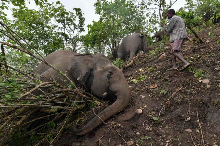 Ketua Menteri Assam Himanta Biswa Sarma mengatakan bahwa dia prihatin dengan kematian sejumlah besar gajah itu. 