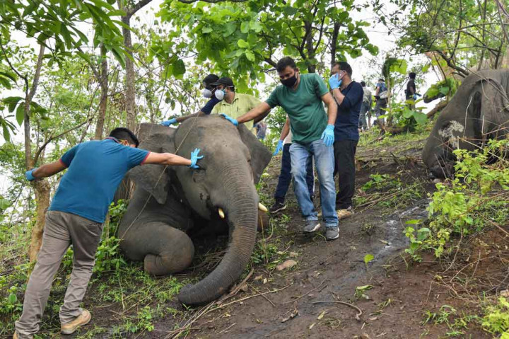 Namun ahli konservasi terkemuka Soumyadeep Datta, dari kelompok aktivis lingkungan Nature's Beckon, meragukan kematian hewan-hewan liar tersebut disebabkan oleh sambaran petir.