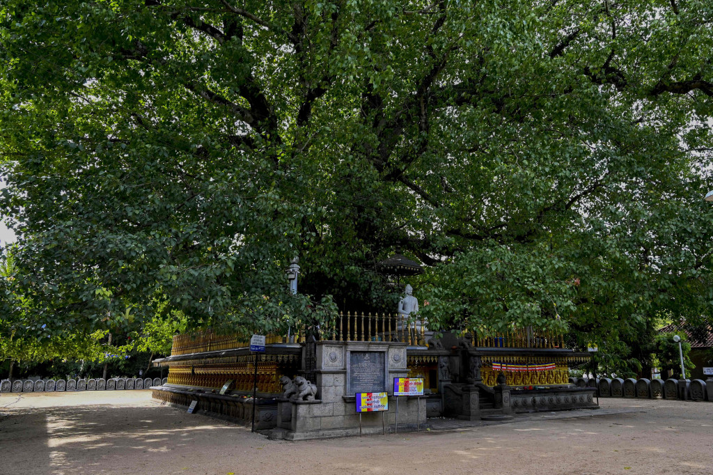 Masyarakat Buddha di setiap daerah merayakannya dengan berbagai cara, misalnya dengan menghias Torana seindah mungkin. Ada yang berisi cerita Buddha, ada pula yang berupa lukisan tubuh Sang Buddha dilengkapi dengan lampu hias yang indah.