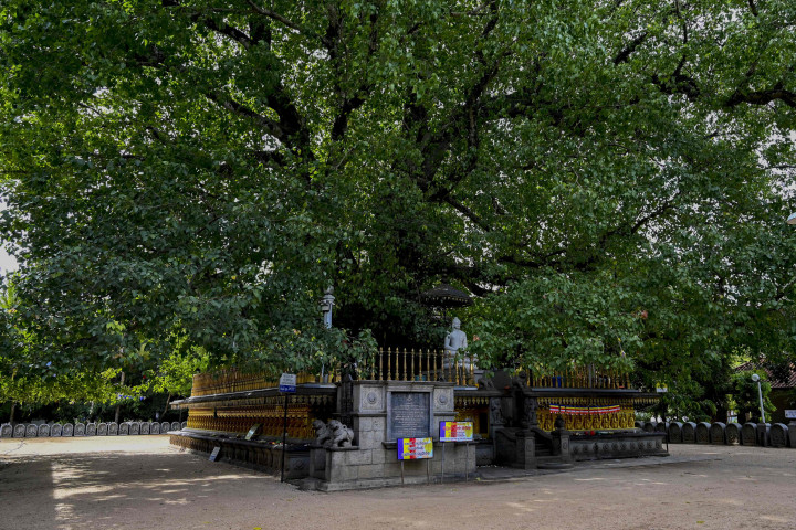 Masyarakat Buddha di setiap daerah merayakannya dengan berbagai cara, misalnya dengan menghias Torana seindah mungkin. Ada yang berisi cerita Buddha, ada pula yang berupa lukisan tubuh Sang Buddha dilengkapi dengan lampu hias yang indah.