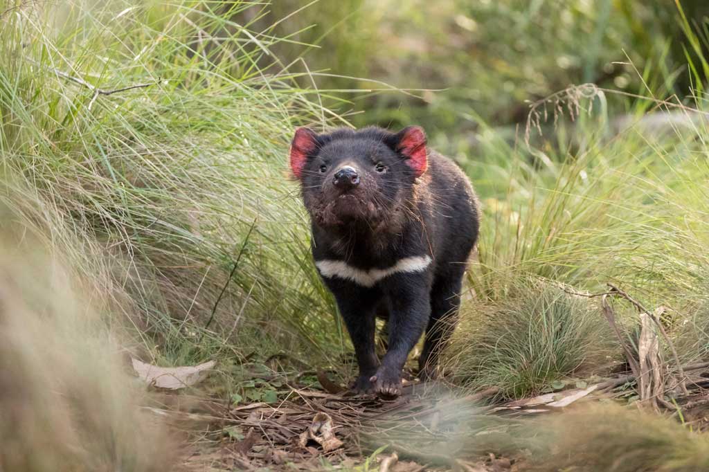 Foto selebaran dari Aussie Ark menunjukkan tasmanian devil di Barrington Tops Sanctuary, sekitar 320 kilometer utara Sydney.