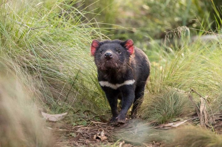 Foto selebaran dari Aussie Ark menunjukkan tasmanian devil di Barrington Tops Sanctuary, sekitar 320 kilometer utara Sydney.