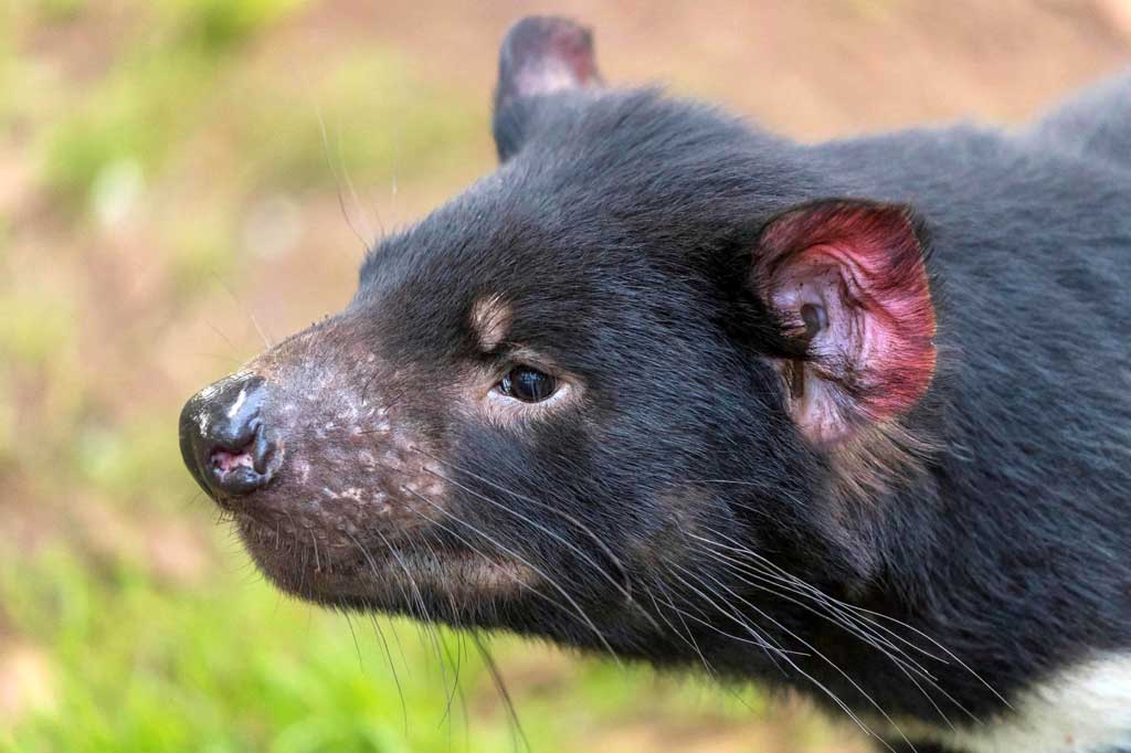 Tasmanian devil telah lahir di alam liar di daratan Australia 3.000 tahun setelah marsupial menghilang dari benua itu. Hal ini meningkatkan harapan bahwa upaya pengembangbiakan besar-besaran hewan tersebut dapat berhasil.