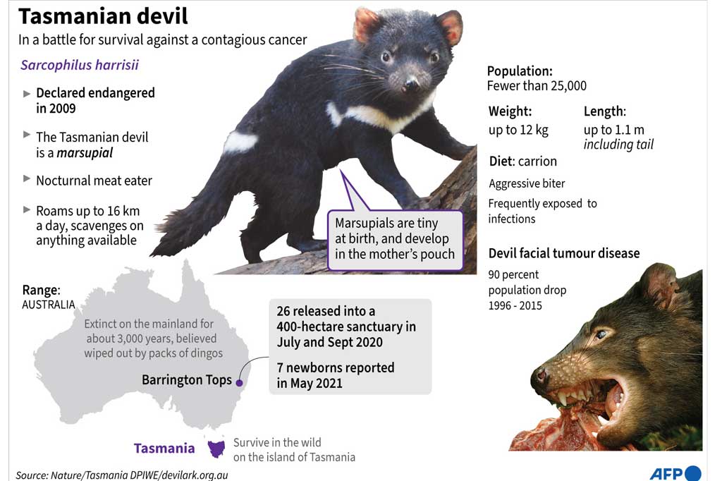 Tasmanian devil, yang beratnya mencapai 12 kilogram dan memiliki bulu hitam atau coklat, memangsa hewan asli lainnya atau mengais bangkai tetapi biasanya tidak berbahaya bagi manusia.
 Dikenal karena geramannya yang sangat keras, rahang yang kuat, dan keganasan saat menghadapi saingan atas makanan atau pasangan, devil diklasifikasikan sebagai hewan yang terancam punah setelah penyakit tumor wajah yang menular menghancurkan populasi yang tersisa di negara bagian pulau Tasmania di Australia.