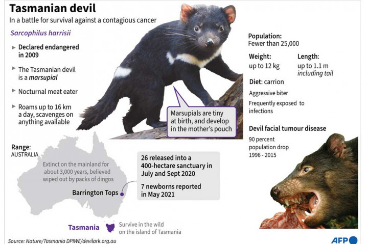 Tasmanian devil, yang beratnya mencapai 12 kilogram dan memiliki bulu hitam atau coklat, memangsa hewan asli lainnya atau mengais bangkai tetapi biasanya tidak berbahaya bagi manusia.
 Dikenal karena geramannya yang sangat keras, rahang yang kuat, dan keganasan saat menghadapi saingan atas makanan atau pasangan, devil diklasifikasikan sebagai hewan yang terancam punah setelah penyakit tumor wajah yang menular menghancurkan populasi yang tersisa di negara bagian pulau Tasmania di Australia.