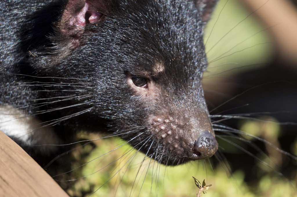 Tasmanian devil telah lahir di alam liar di daratan Australia 3.000 tahun setelah marsupial menghilang dari benua itu. Hal ini meningkatkan harapan bahwa upaya pengembangbiakan besar-besaran hewan tersebut dapat berhasil.