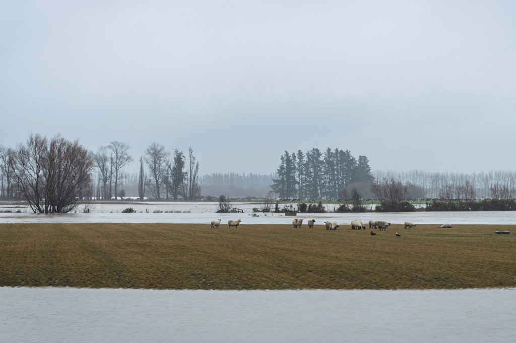 Sekawanan domba berada di tanah yang dikelilingi banjir dekat kota Ashburton di Canterbury.