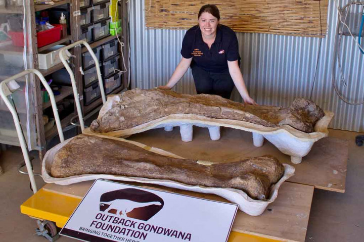 Staf Rochelle Lawrence berpose untuk foto dengan tulang fosil raksasa di The Eromanga Natural History Museum di Eromanga, Australia. Para ilmuwan telah mengonfirmasi penemuan spesies dinosaurus baru di Australia, salah satu yang terbesar ditemukan di dunia, lebih dari satu dekade setelah peternak sapi pertama kali menemukan tulang hewan tersebut.