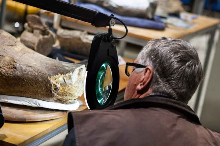 Ahli paleontologi memperkirakan dinosaurus itu mencapai ketinggian 5-6,5 meter di pinggul dan panjang 25-30 meter, membuatnya sepanjang lapangan basket dan setinggi gedung dua lantai.