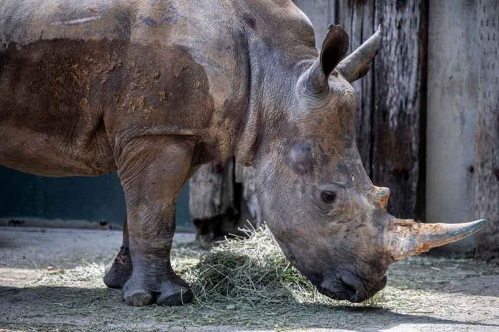 Badak berusia lima tahun yang santun tersebut didatangkan dari Taman Safari Leofoo Taiwan, di mana ia mengalahkan kawanan pesaing untuk mendapatkan kesempatan menemukan pendamping dan berkembang biak.