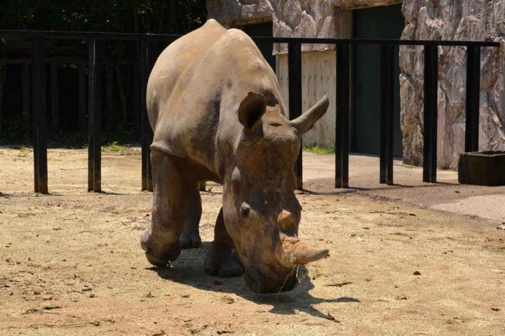 Staf Safari mengatakan Emma diambil dari 23 kawanan badak karena temperamennya yang seimbang dan fisiknya yang ramping.