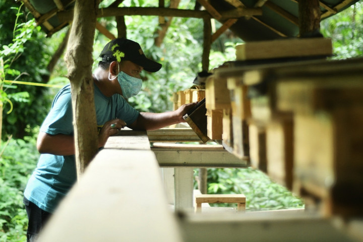 Petugas Dinas Pertamanan dan Hutan Kota DKI Jakarta berjalan di dekat sarang lebah madu yang dibudidayakan di Hutan Kota Srengseng, Kembangan, Jakarta.