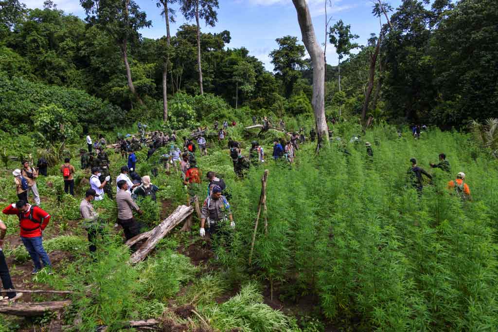 Potret Bnn Musnahkan Dua Hektare Ladang Ganja Di Aceh