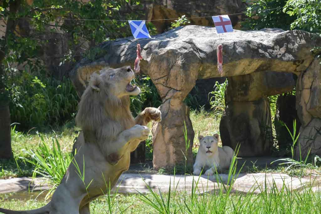 Namun menurut prediski seekor singa di sebuah kebun binatang di Thailand, The Three Lions bisa ditaklukkan Tartan Army.