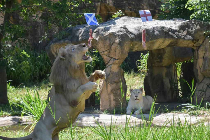 Namun menurut prediski seekor singa di sebuah kebun binatang di Thailand, The Three Lions bisa ditaklukkan Tartan Army.