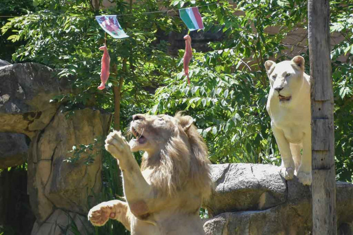 Sementara itu pada laga Italia melawan Wales, Minggu, 20 Juni 2021, Boy memilih daging yang digantungkan di bawah bendera The Dragons. Itu berarti Timnas Wales menjadi pemenangnya. 