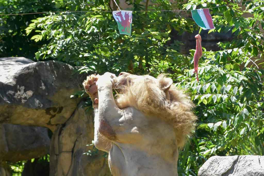 Memang pelatih Gli Azzurri Roberto Mancini kemungkinan akan menurunkan pemain muda dalam laga terakhir Grup A melawan wales setelah memastikan diri melaju ke babak 16 besar.