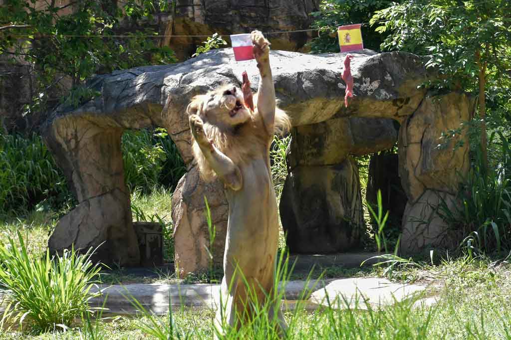 Saat memprediksi laga Spanyol melawan Polandia di Grup E pada Minggu, 20 Juni 2021, Boy memilih Polandia sebagai pemenangnya.