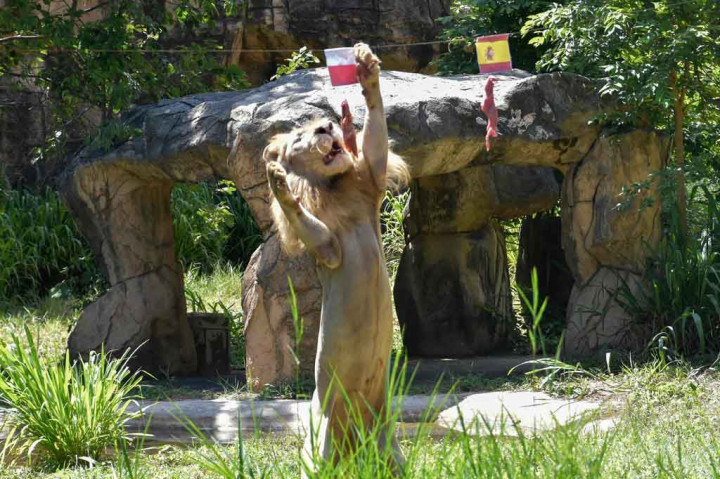 Saat memprediksi laga Spanyol melawan Polandia di Grup E pada Minggu, 20 Juni 2021, Boy memilih Polandia sebagai pemenangnya.