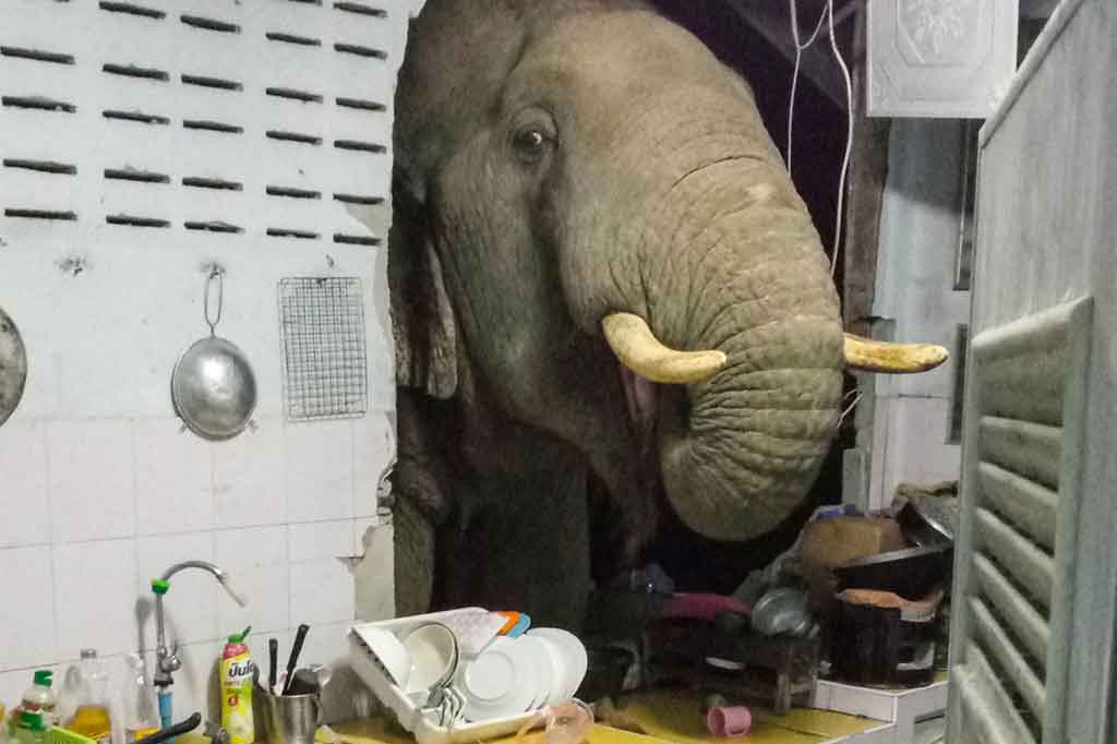 Radchadawan Peungprasopporn melalui akun Facebook-nya tanggal 22 Juni 2021 menunjukkan seekor gajah sedang mencari makanan di dapur rumahnya di Pa La-U, Hua Hin, Thailand Selatan.