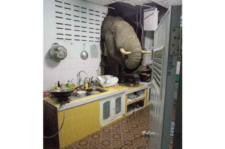 Rachadawan Phungprasopporn dan suaminya terbangun oleh suara berisik dan bergegas ke dapur untuk melihat apa yang terjadi.

 Mereka terkejut melihat gajah dengan gadingnya yang besar mengobrak-abrik lemari dengan belalainya yang panjang. Binatang raksasa tersebut bahkan mengambil sekantong plastik berisi beras yang kemudian dimasukkan ke dalam mulutnya.