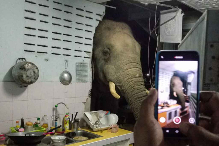Momen yang luar biasa ketika seekor gajah lapar mendobrak dinding dapur sebuah keluarga untuk mencuri sekantong beras di tengah malam.