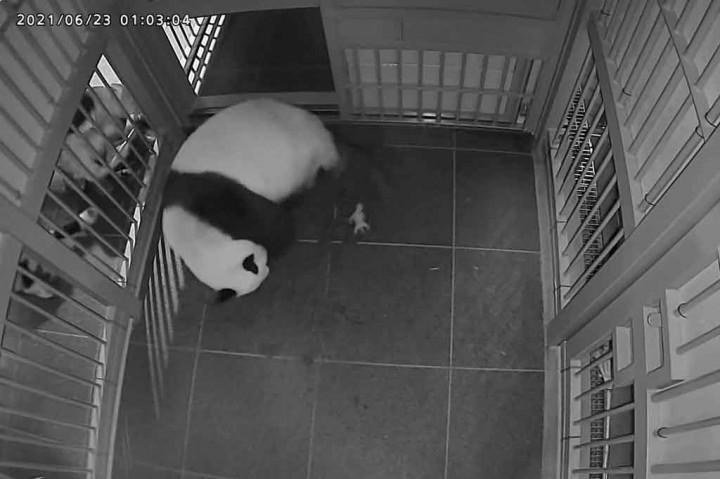 Foto selebaran yang diambil pada 23 Juni 2020 dan dirilis oleh Tokyo Zoological Park Society menunjukkan panda raksasa Shin Shin melahirkan bayi kembar pertamanya di Kebon Binatang Ueno Tokyo. Shin Shin melahirkan bayi kembar pada Rabu.